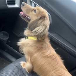 Atlas - Dachshund