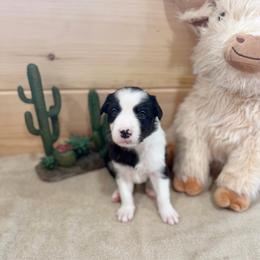 Clementine - Black and white female Border Collie puppy in Owenton, Kentucky from Three16 Ranch
