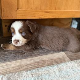 RTB - Red tri male Miniature Australian Shepherd puppy in Bethany, Illinois from Rachel at Marrowbone Creek Aussies