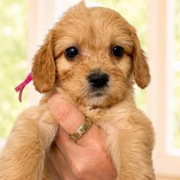 1400.00 Honey: Dark Pink Collar - Apricot female Goldendoodle puppy in Raceland, Louisiana from Cajun Doodles