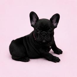 Miss Pink - Brindle female French Bulldog puppy in Clinton, Tennessee from Summer Rose