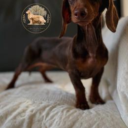 Nala - Chocolate and tan female Dachshund puppy in Lumber City, Georgia from Willow Run LLC