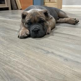 Cane Corso Puppies from Willow’s Meadow