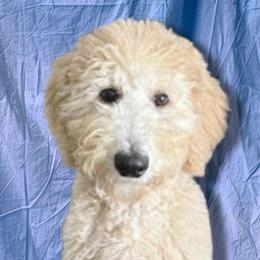 Sheeba - Schnoodle
