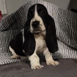 Amelia - Black and white female Basset Hound puppy in Newton Grove, North Carolina from MGA Basset Hound