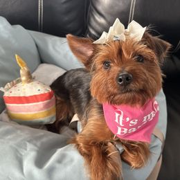 Yorkshire Terriers from Many Minnie Yorkies