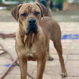 Sam - Fawn male Cane Corso puppy in Acton, California from Mastiff Mafia