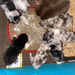 Australian Shepherd Puppies from Roosters Brand of Aussies