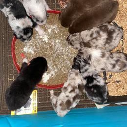 Australian Shepherd Puppies from Roosters Brand of Aussies