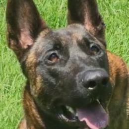 Belgian Malinois and Dutch Shepherds from Reinwald Kennels