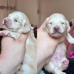 Willie - Cream male Dachshund puppy in Hornbeck, Louisiana from A&Z Mini Dachshunds