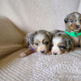Aussiedoodle, Miniature Australian Shepherd, and Poodle Puppies from T6 Mini Aussies