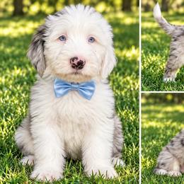 Blue collar - Blue merle and white male Sheepadoodle puppy in Mesa, Arizona from Desert Sheepies and Doodles