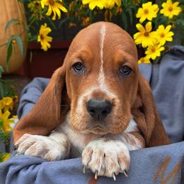 Basset Hound and Beagle Puppies from Orange Mountain Basset Hounds & Beagles