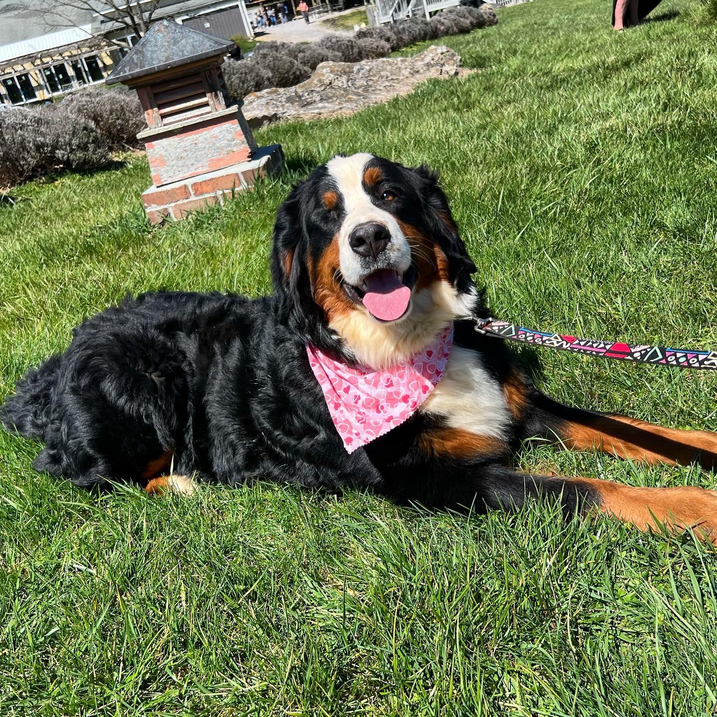 Blacksburg Berners in Virginia | Bernese Mountain Dog puppies | Good Dog