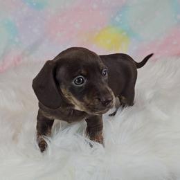 Dachshund Puppies from Newbern's Nuggets