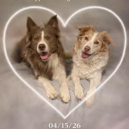 Border Collie puppies from Collie Wood Hills