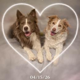 Border Collie puppies from Collie Wood Hills