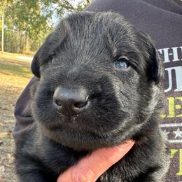 White collar boy - Black male German Shepherd puppy in Lake City, Florida from Saylor Shepherds