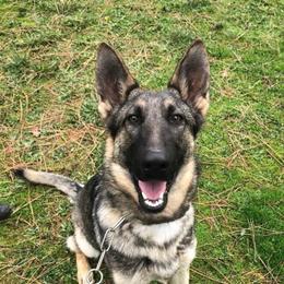 Kenzi vom Haus Middleton - Sable female German Shepherd puppy in Oakland, Oregon from VHM German Shepherds