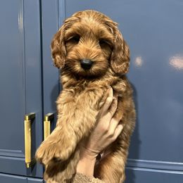 Charlie Brown - Red male Australian Labradoodle puppy in Orange, California from Little Kingdom Doodles