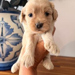 Betsy - Cream female Cockapoo puppy in Alexandria, Alabama from Bright and Beautiful Cockapoos and Doodles