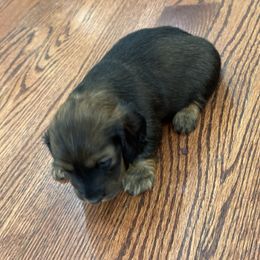 Princess - Chocolate female Dachshund puppy in Lincolnwood, Illinois from Gulfishan Kennels