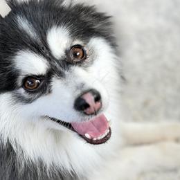 Pomskies from Jubilee Hills