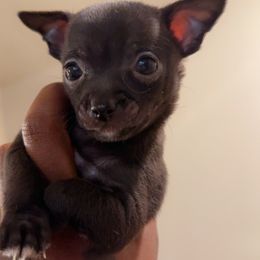 Chihuahua Puppies from Lawinski’s Chihuahua World