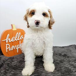 Chilli - Red female Bernedoodle puppy in Granton, Wisconsin from Rose River Farms