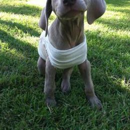 Weimaraner Puppies from Sindar Weimaraners