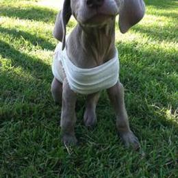 Weimaraner Puppies from Sindar Weimaraners