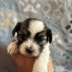 Pink collar - Black and white female Shorkie puppy in Staten Island, New York from Sensational Shorkies