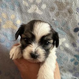 Pink collar - Black and white female Shorkie puppy in Staten Island, New York from Sensational Shorkies