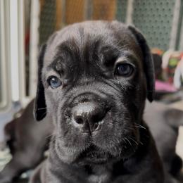 Girl 1 - Black female Cane Corso puppy in Marinette, Wisconsin from Arcana Cane Corso