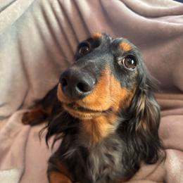 Bambi - Dachshund