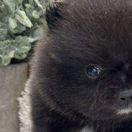 Pomeranians from Belt Fed Kennels