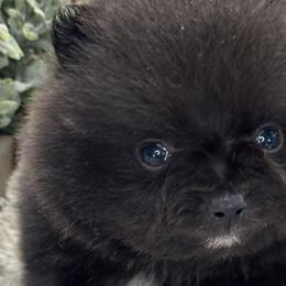 Pomeranians from Belt Fed Kennels