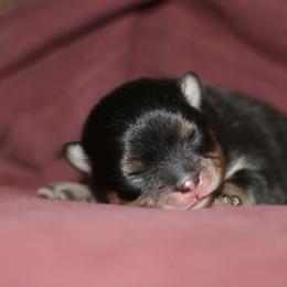 Beans - Black and tan male Pomeranian puppy in Bremen, Indiana from AMS Pomeranians and Pomskies in Indiana