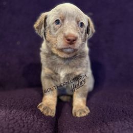 Australian Cattle Dogs from Southern Charm Heelers