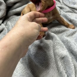 Pink - Golden rust female Vizsla puppy in Maineville, Ohio from Izabella Vizslas
