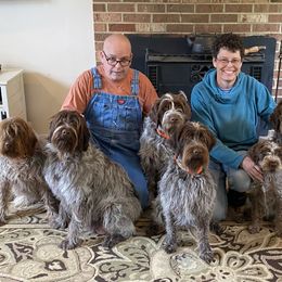 Wirehaired Pointing Griffon All Grown Up from Foggy Gap Griffons