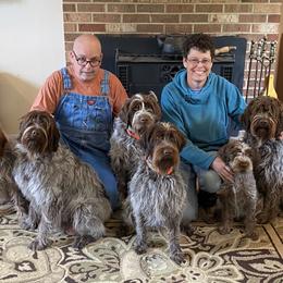 Wirehaired Pointing Griffon All Grown Up from Foggy Gap Griffons
