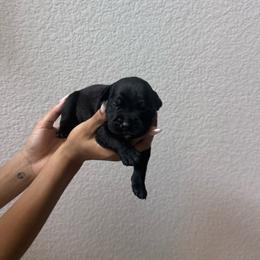Boy 8 - Black male Cane Corso puppy in Princeton, Texas from Guardians of Arcadia Cane Corso