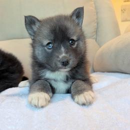 Maye - Wolf sable female Pomsky puppy in Tonasket, Washington from Washington Pomskies