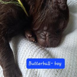 Boy 4 - Brown Poodle puppy in Lakeland, Florida from Elaine's Poodles