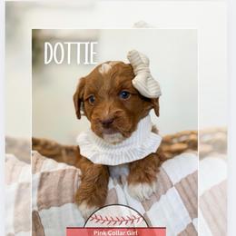 Dottie - pink collar girl - Red  female Goldendoodle puppy in Newcastle, Oklahoma from Ritzy Creek Doodles