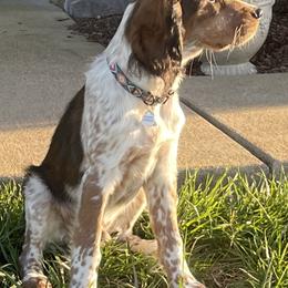 English Springer Spaniel All Grown Up from Sugar Creek Springer Spaniels