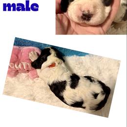 July - Black white and tan male English Springer Spaniel puppy in Madison, Indiana from McCollough's Pawsome Spaniels and Danny's Delightful Dachshunds