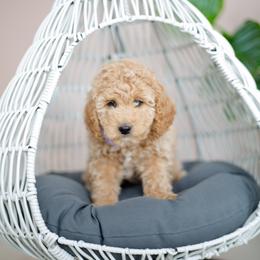 Goldendoodle Puppies from Dashing Doodle Pups